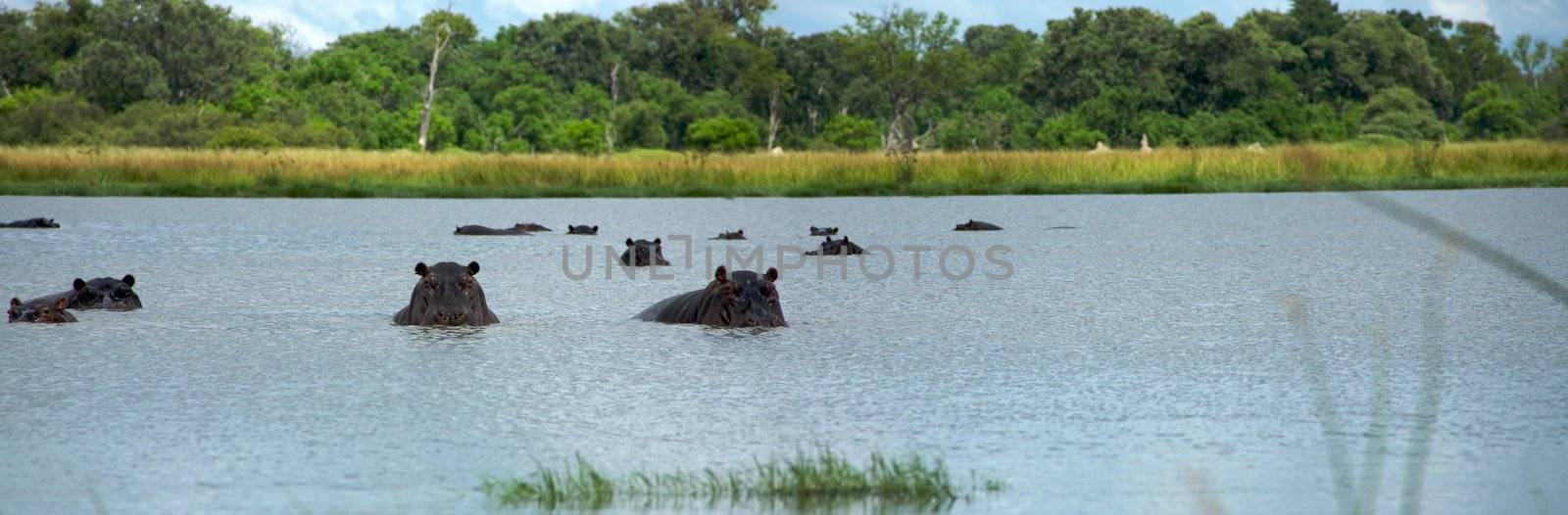 Group of hippos sitting in the water rearing  with forest in the background, in Moremi Nature Reserve