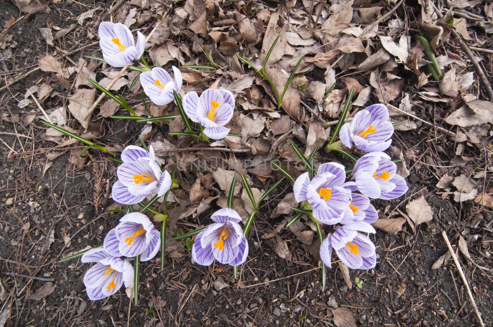 Purple, white and  yellow  Crocus flowers in full bloom in spring