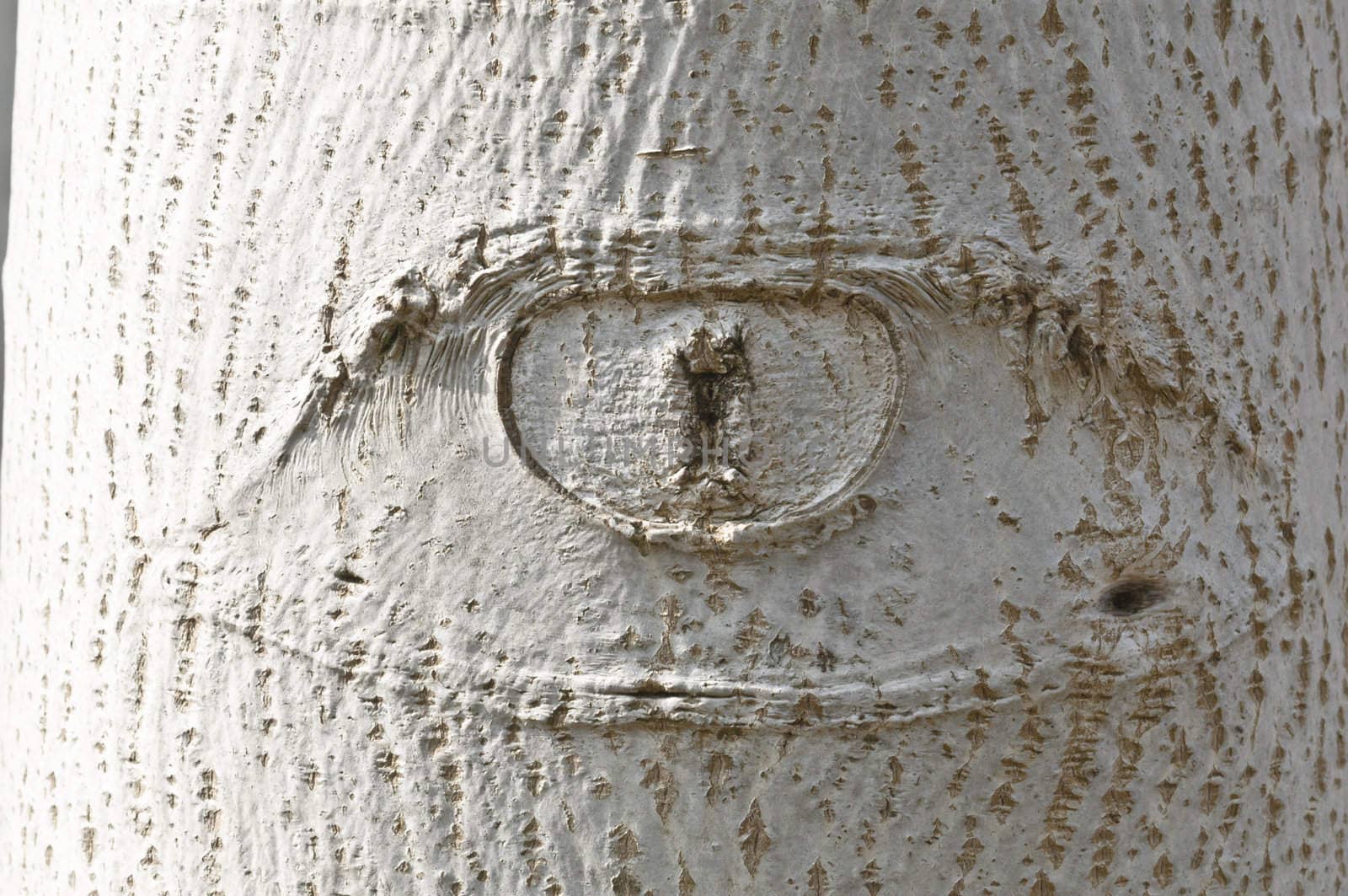 Eye-shaped knot on white tree bark