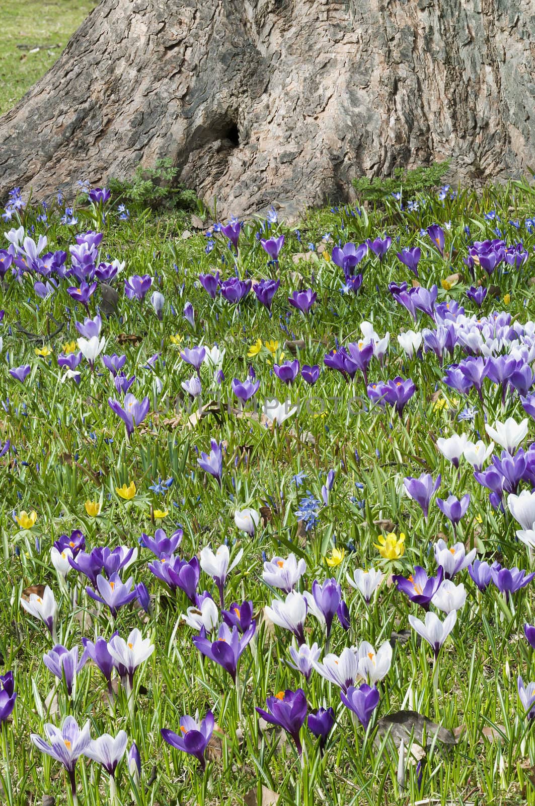 Purple, white and  yellow  Crocus flowers in full bloom in spring