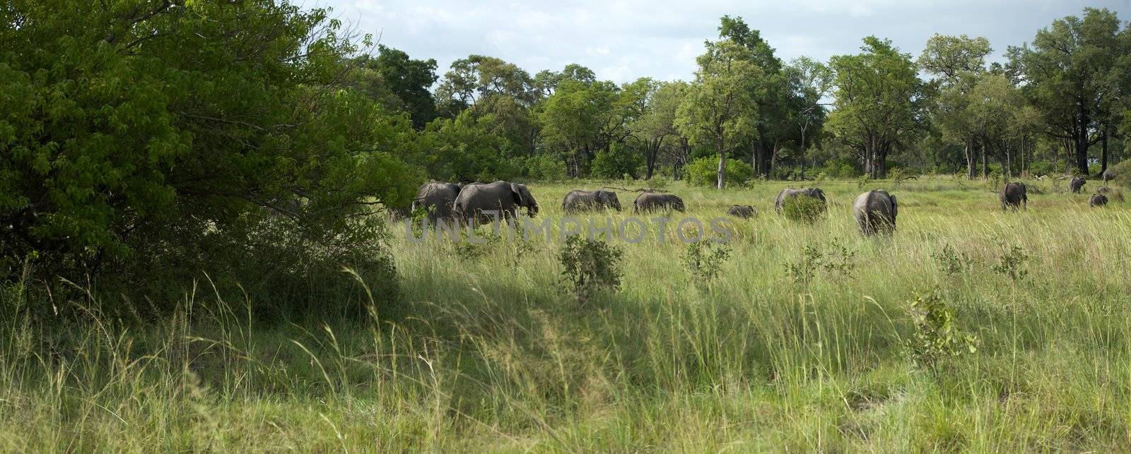 Elephant in the bush - Moremi Nature Reserve in Botswana