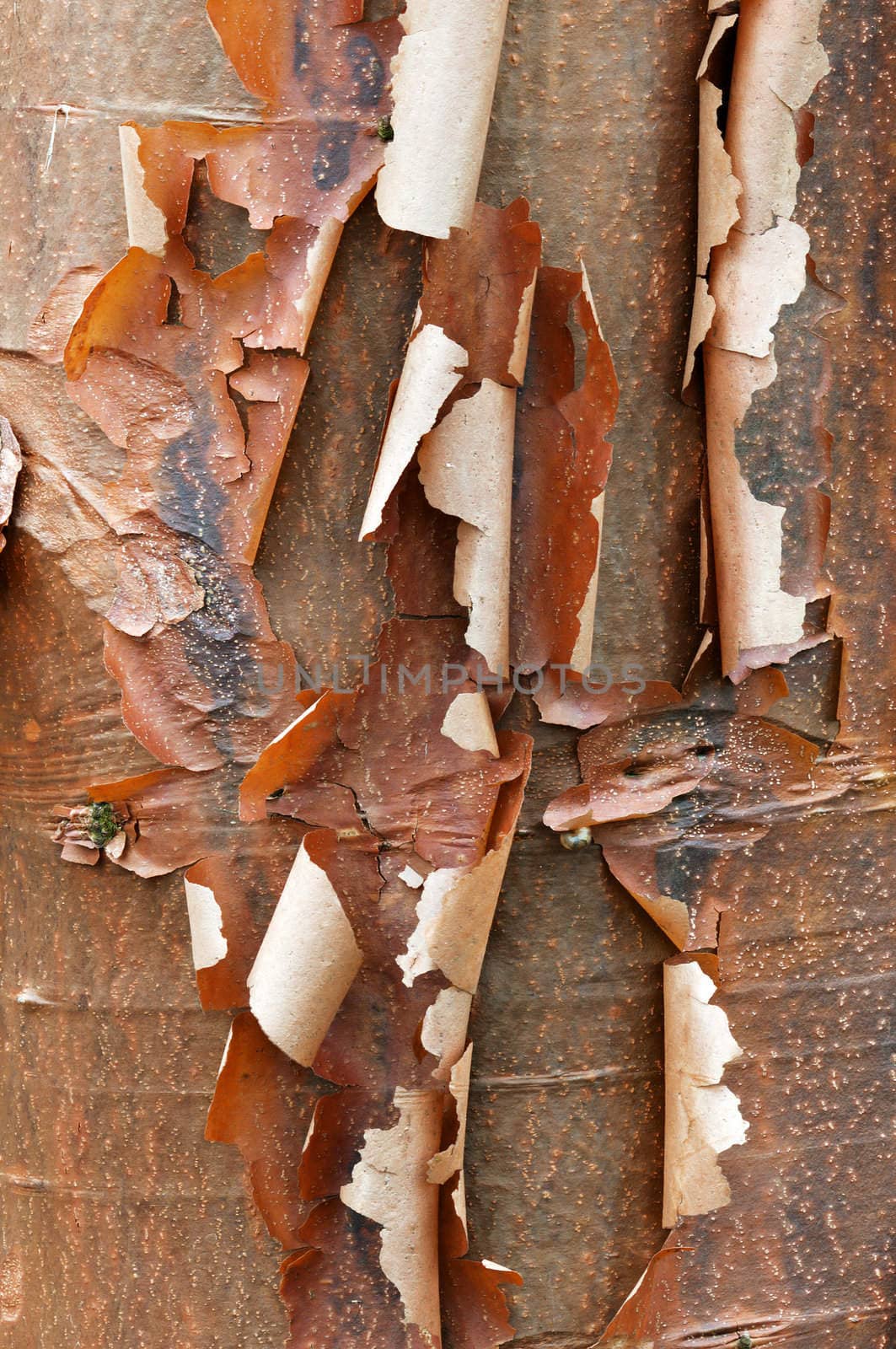  Bark detail of the Paperbark Maple tree, Acer griseum