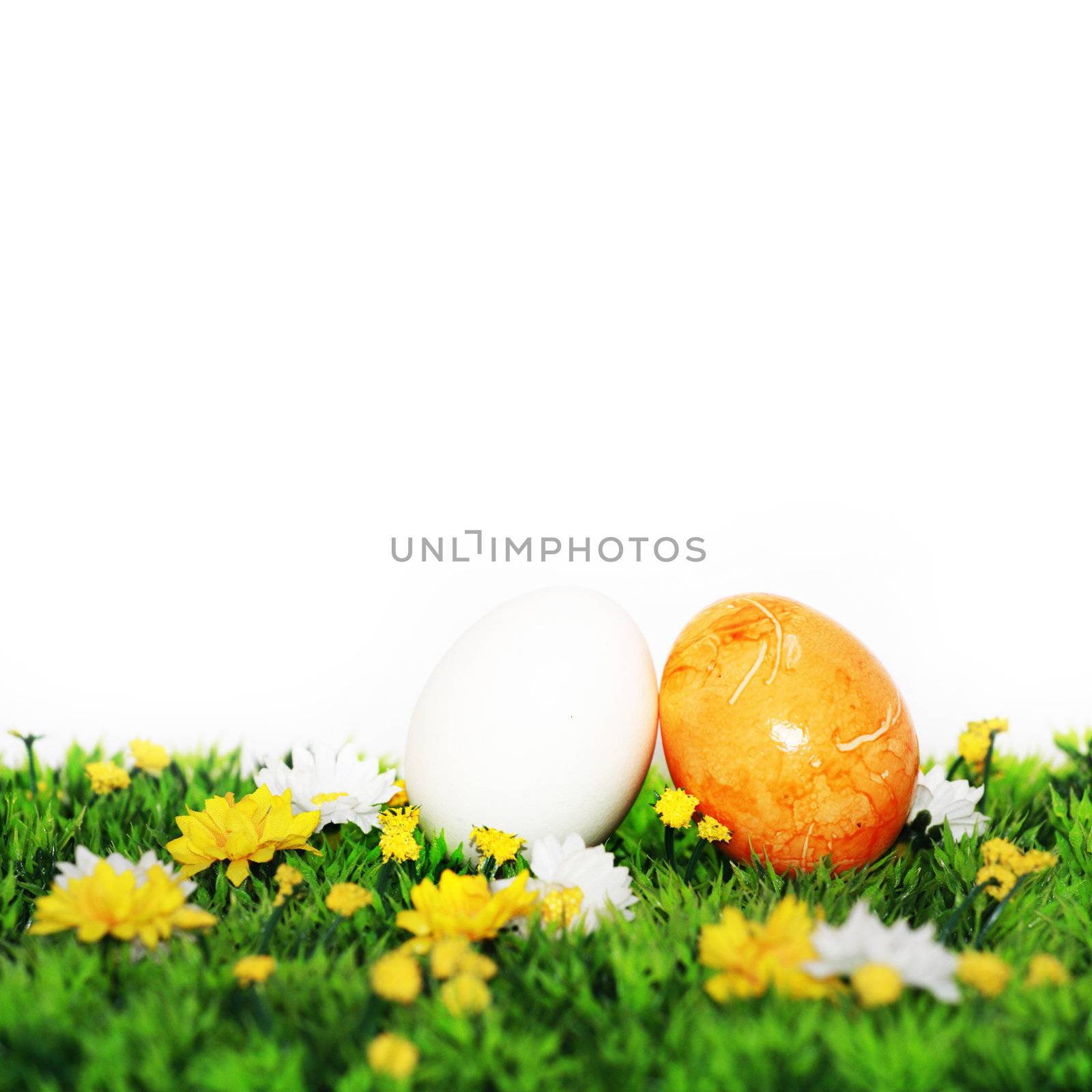 Yellow and white egg  by photochecker