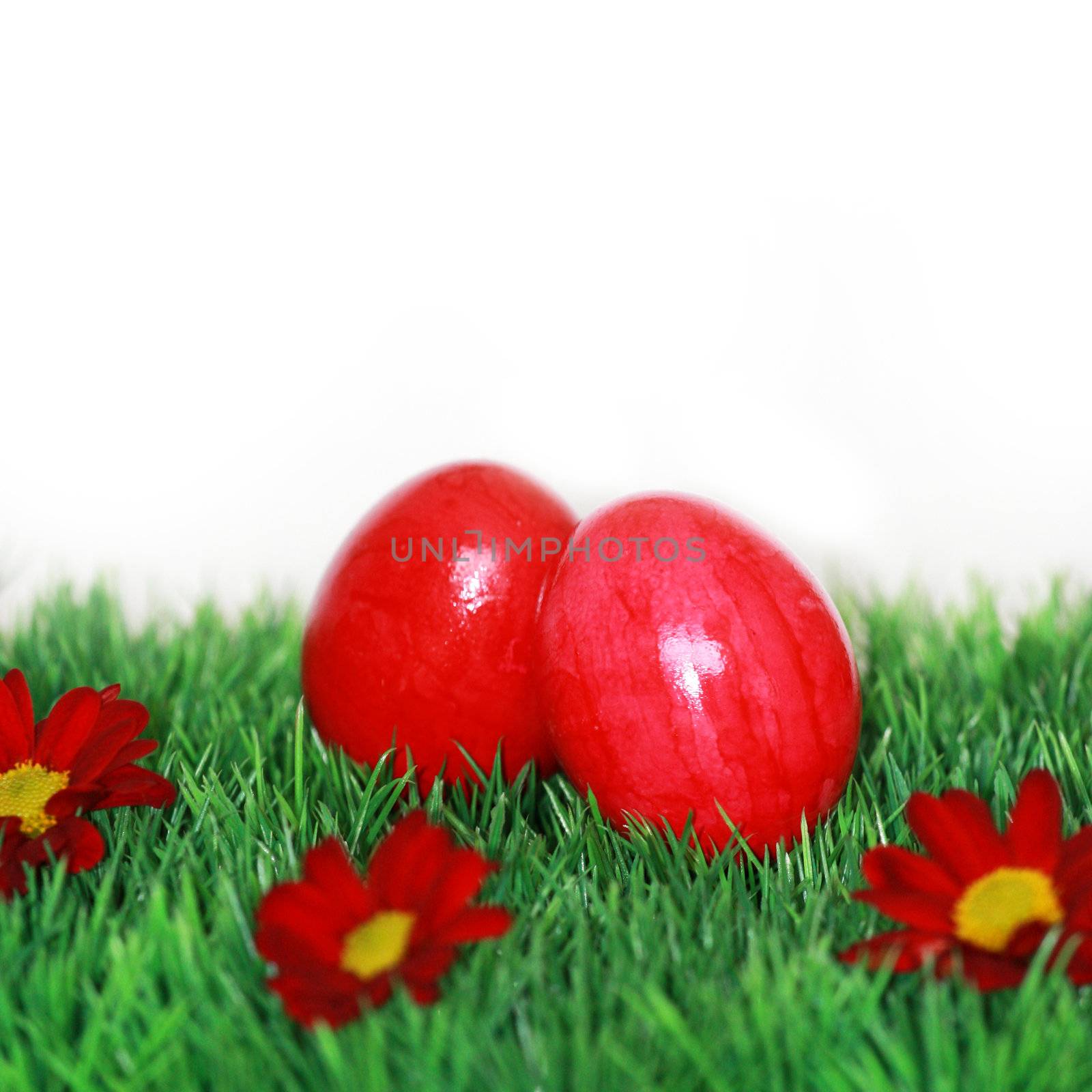 Red eggs on the green meadow  by photochecker