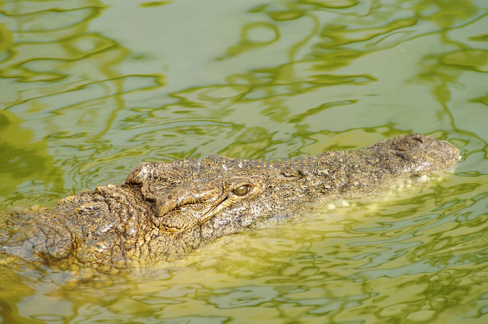 Crocodile hunting  by photochecker