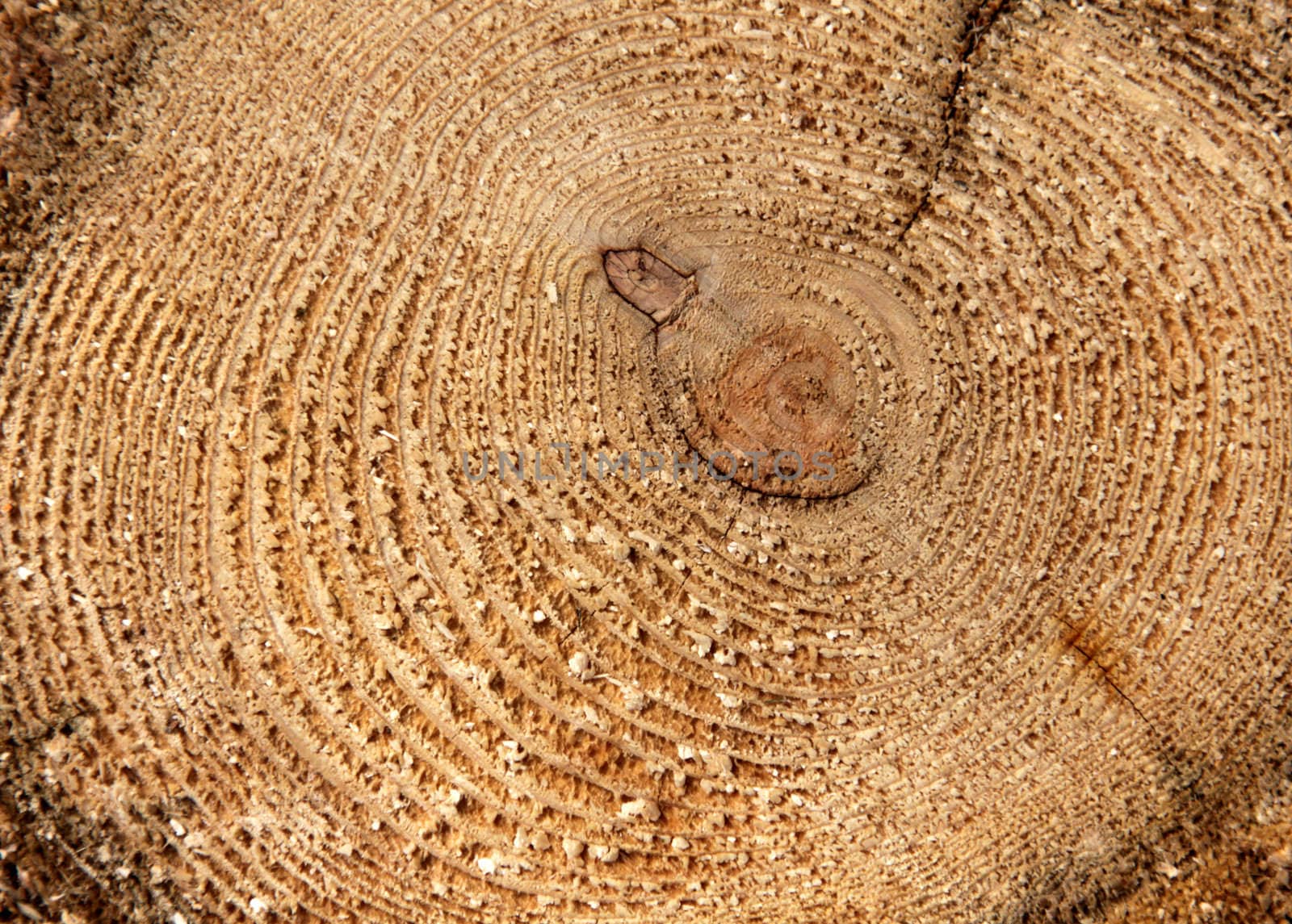 A close-up of the cross section of a tree, displaying annual rings.
