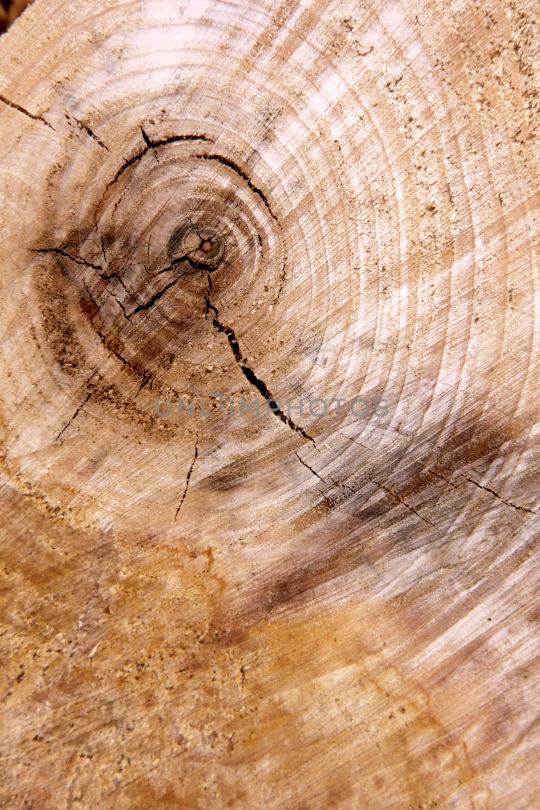 A close-up of the cross section of a tree, displaying annual rings.
