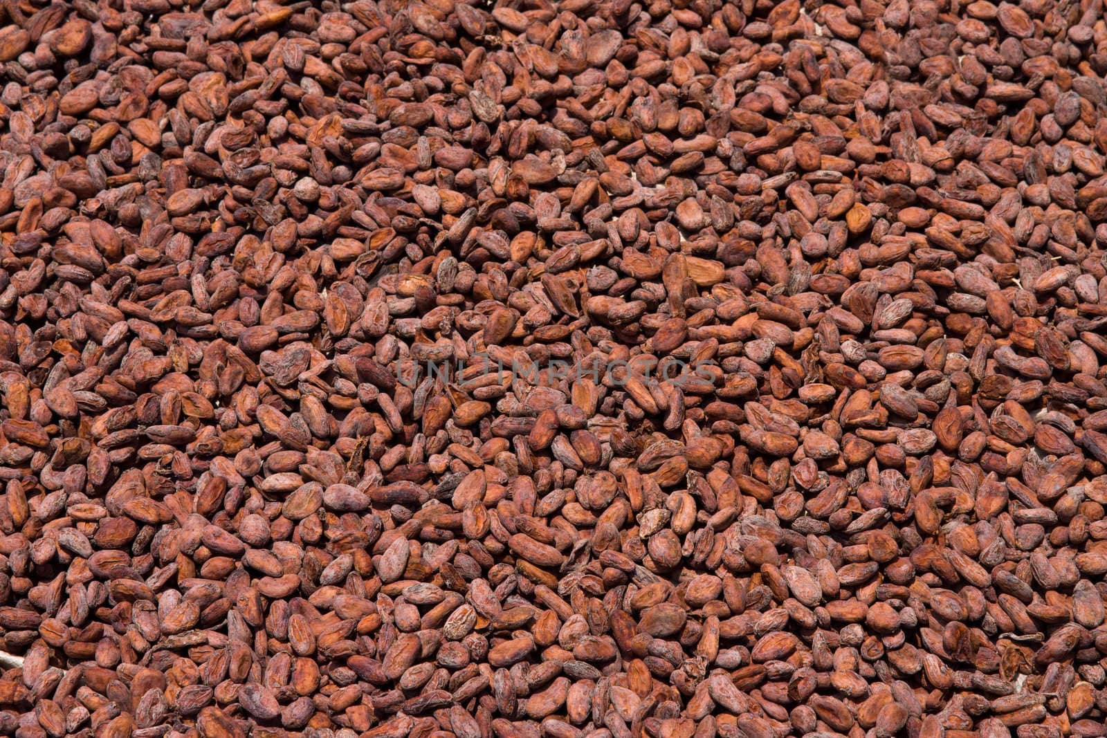 Raw cocoa beans background