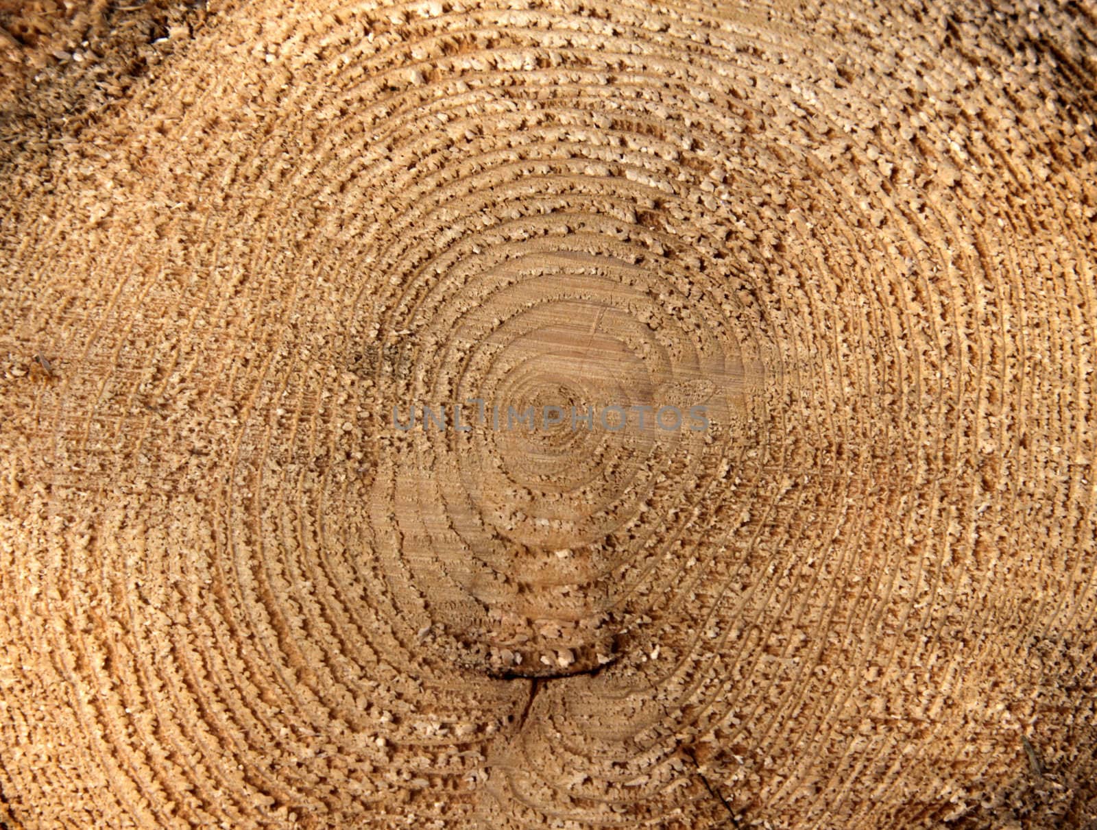 A close-up of the cross section of a tree, displaying annual rings.
