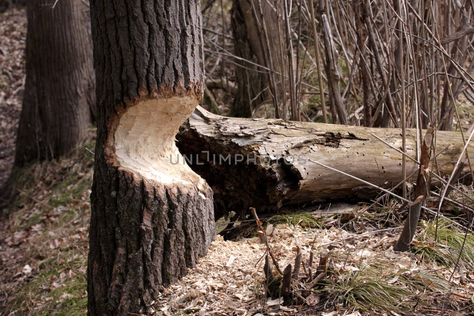 A tree on the verge of falling after being eaten away at by a beaver.