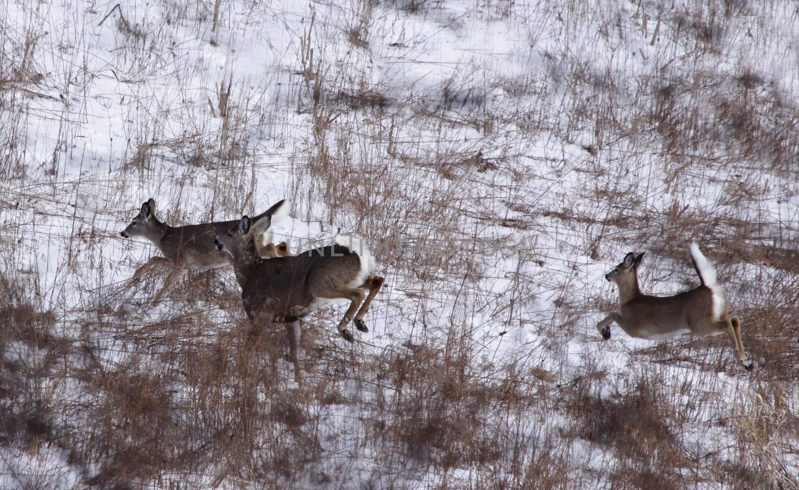 White-tailed deer (Odocoileus virginianus) flee across a snow covered field, in Ontario, Canada.
