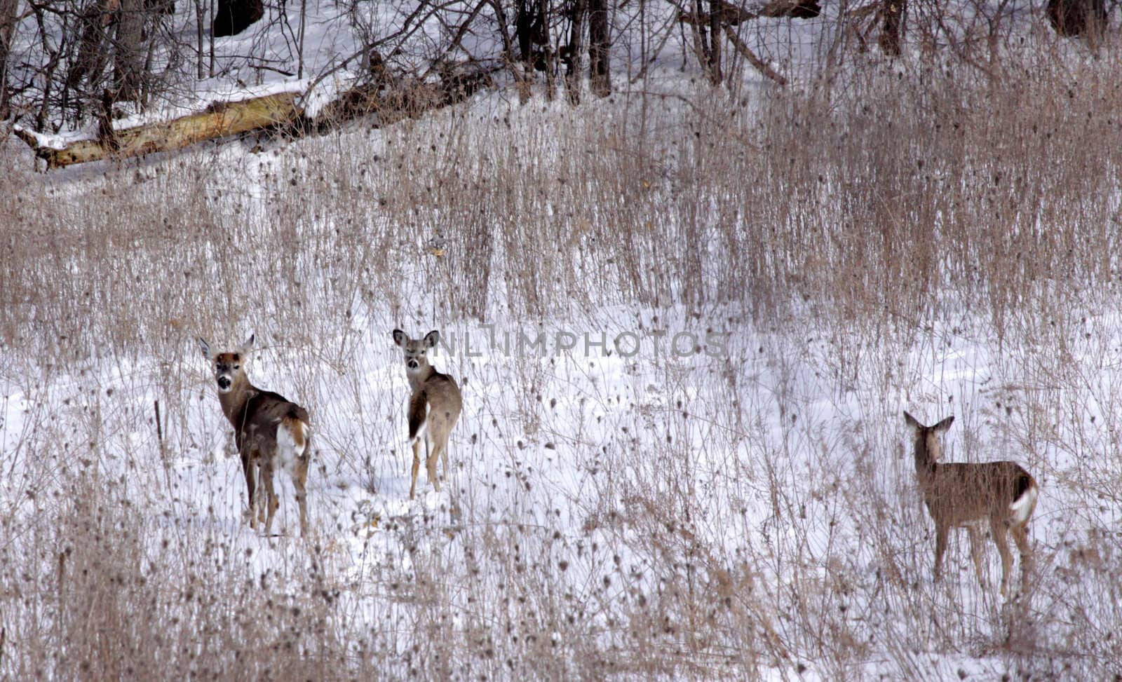 Three white-tailed deer (Odocoileus virginianus) in a snow covered field, in Ontario, Canada.
