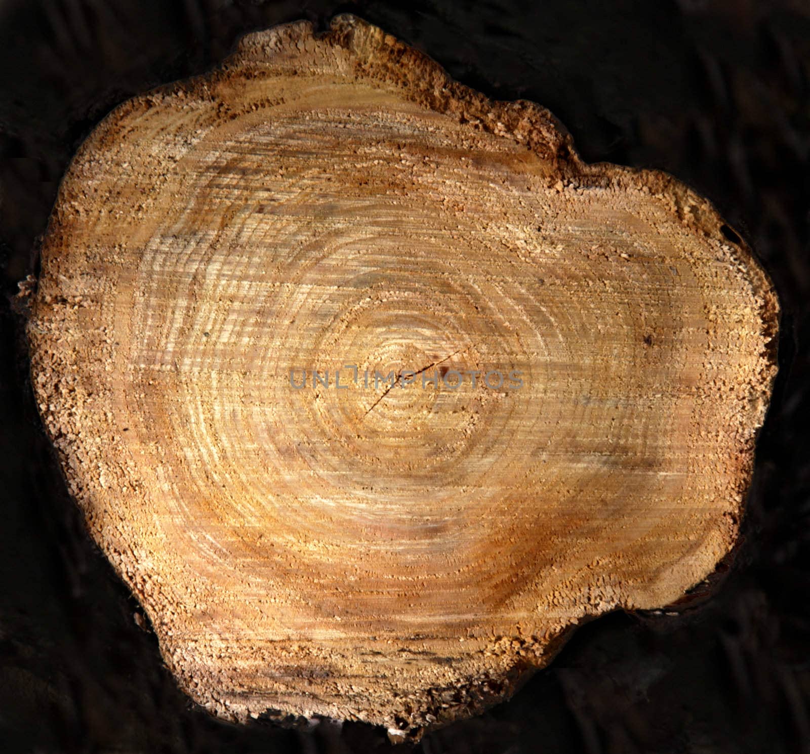The cross section of tree stump against black.