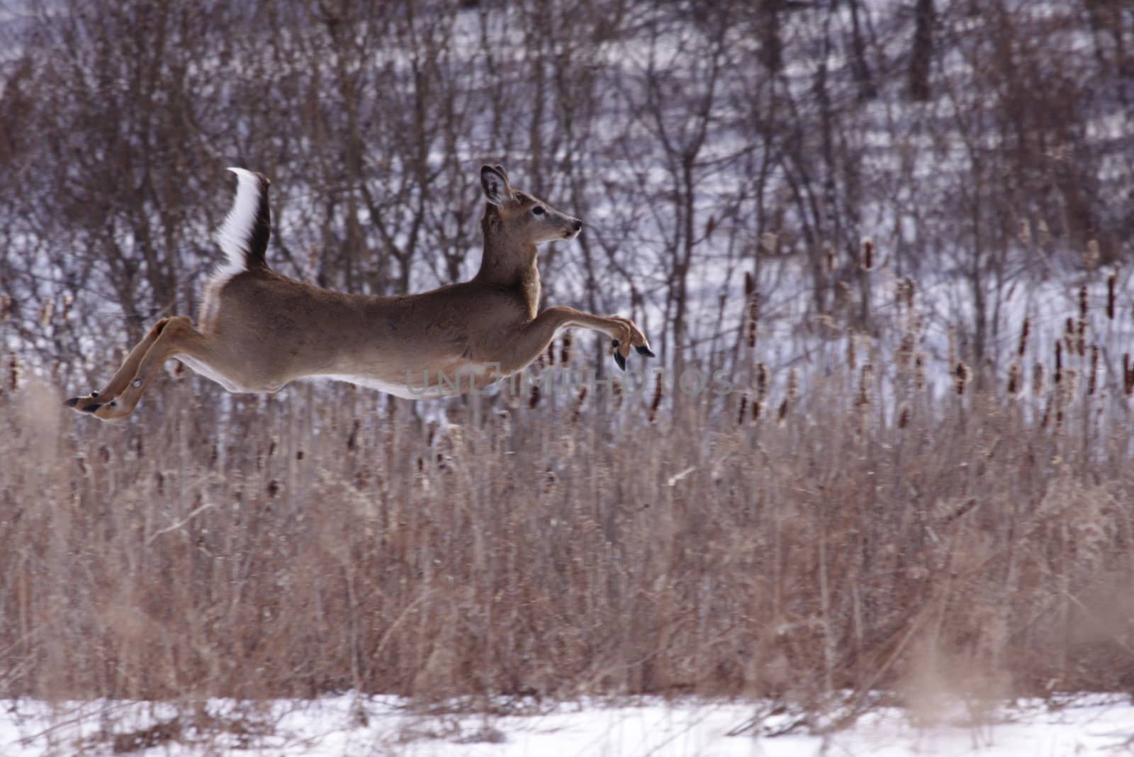 A white-tailed deer (Odocoileus virginianus) in mid-jump, across a snow covered field in Ontario, Canada.
