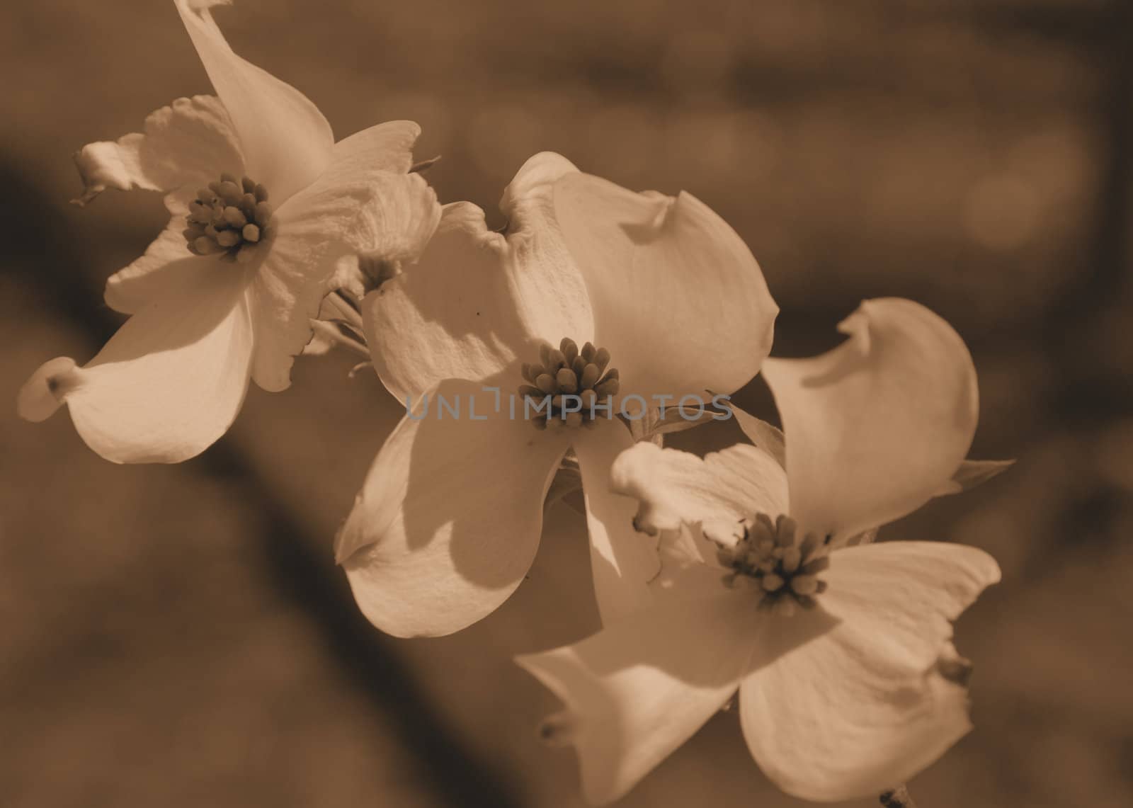 Dogwood blooms shown closeup during the spring of the year. Shown in sepia tone