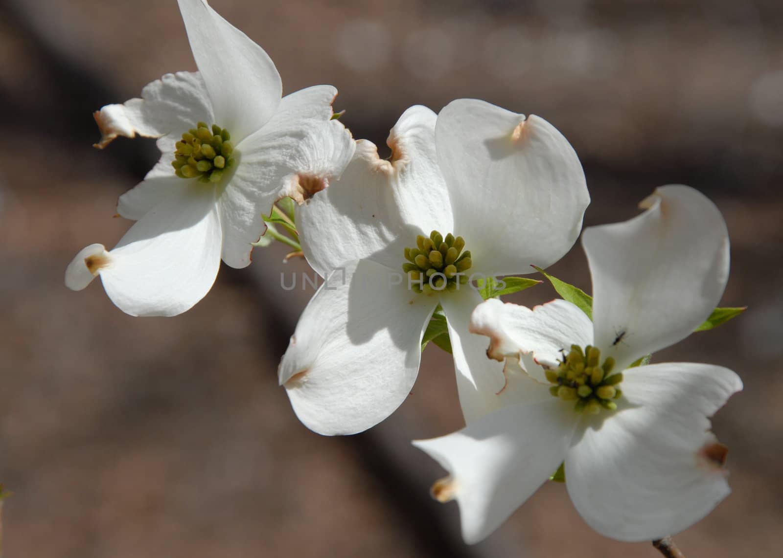 Dogwood blooms shown closeup during the spring of the year