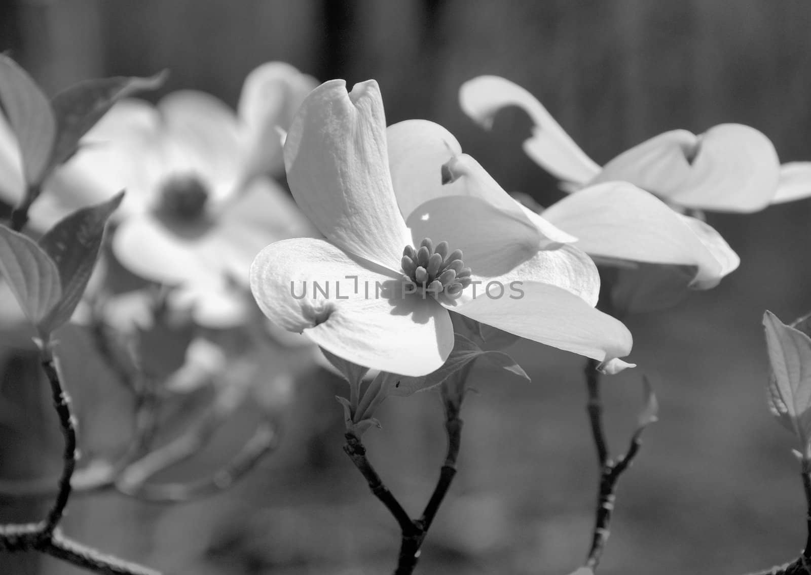 Dogwood blooms shown closeup during the spring of the year. Shown in black and white.