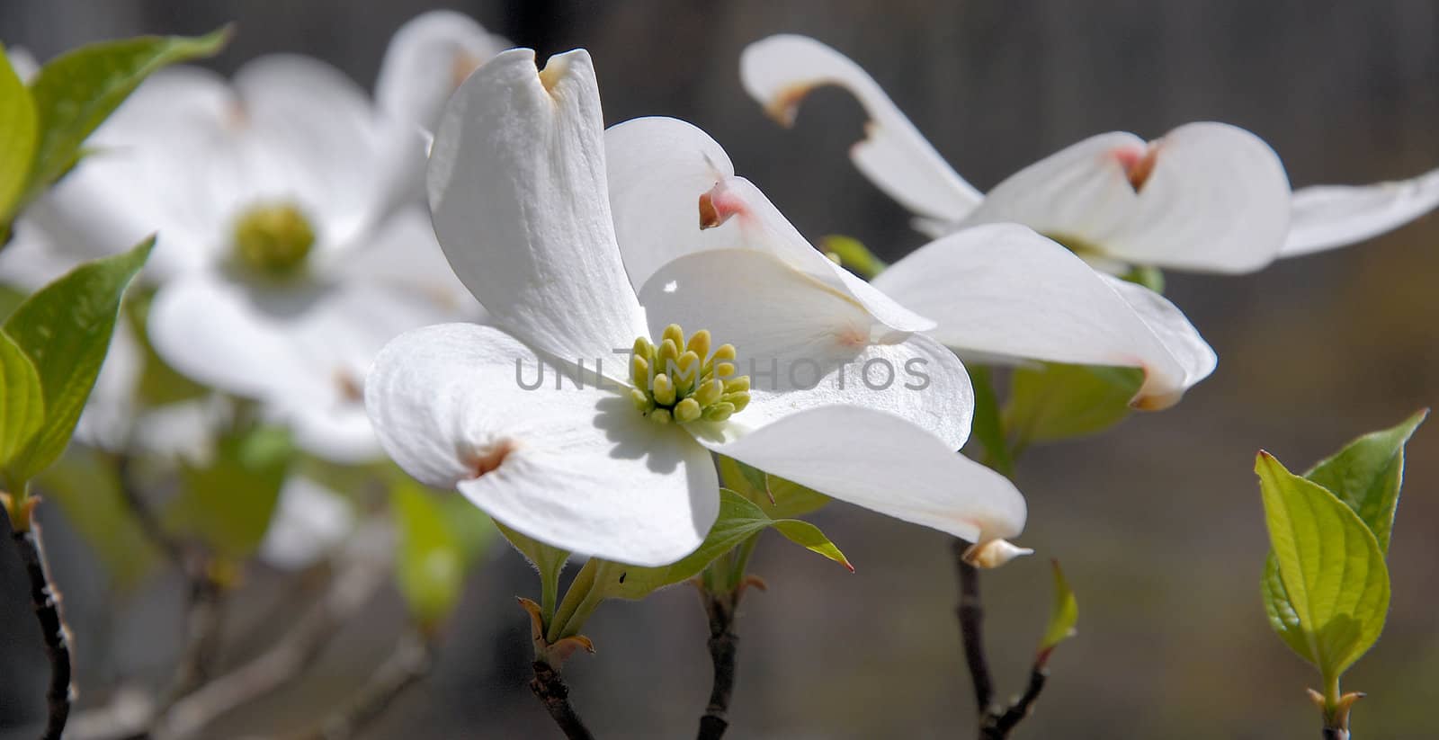 Dogwood blooms shown closeup during the spring of the year
