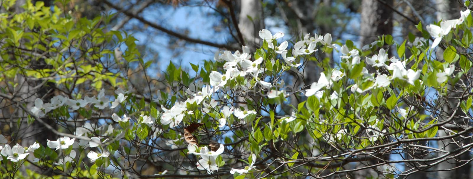 Dogwood blooms shown during the spring of the year