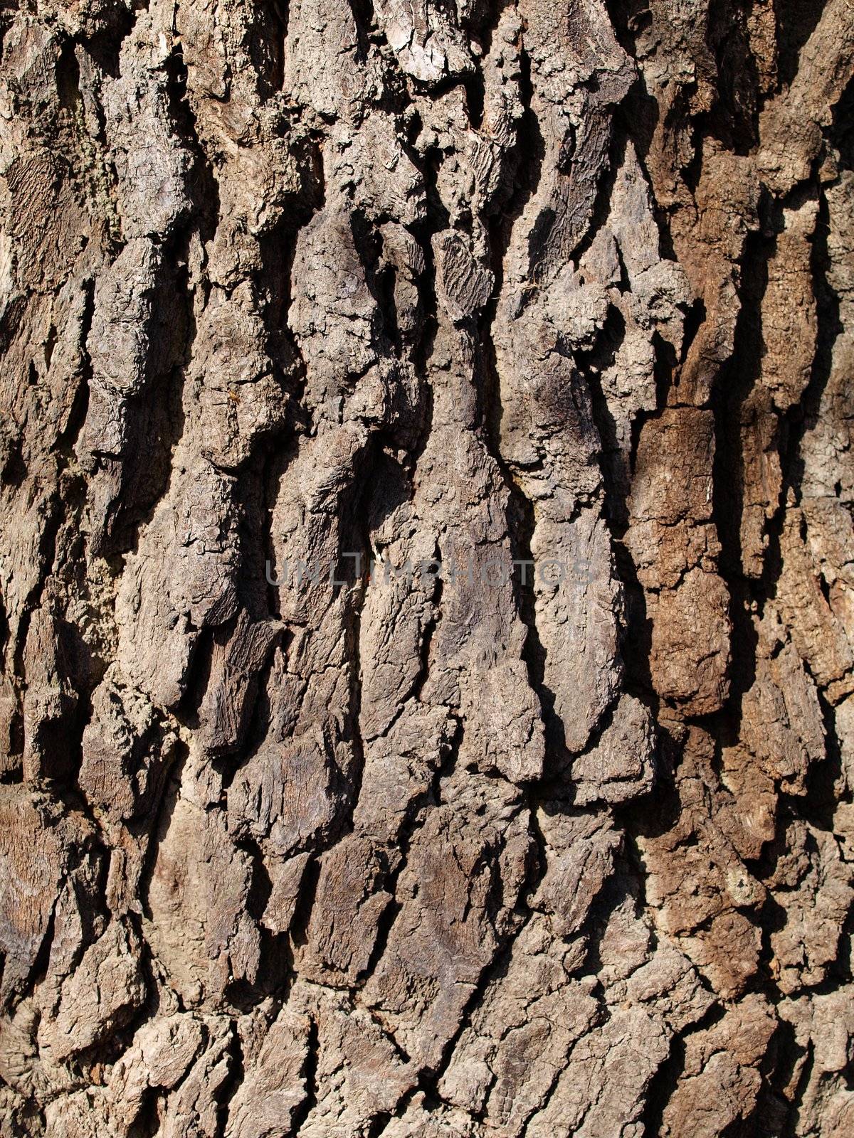 close up of hornbeam tree bark 