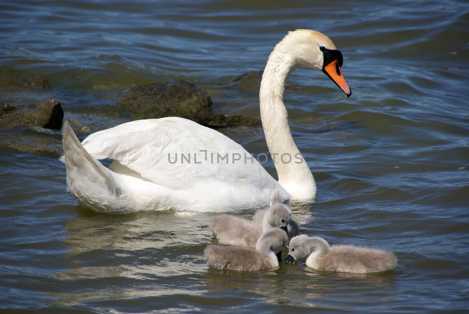 White swans by andrei_kolyvanov