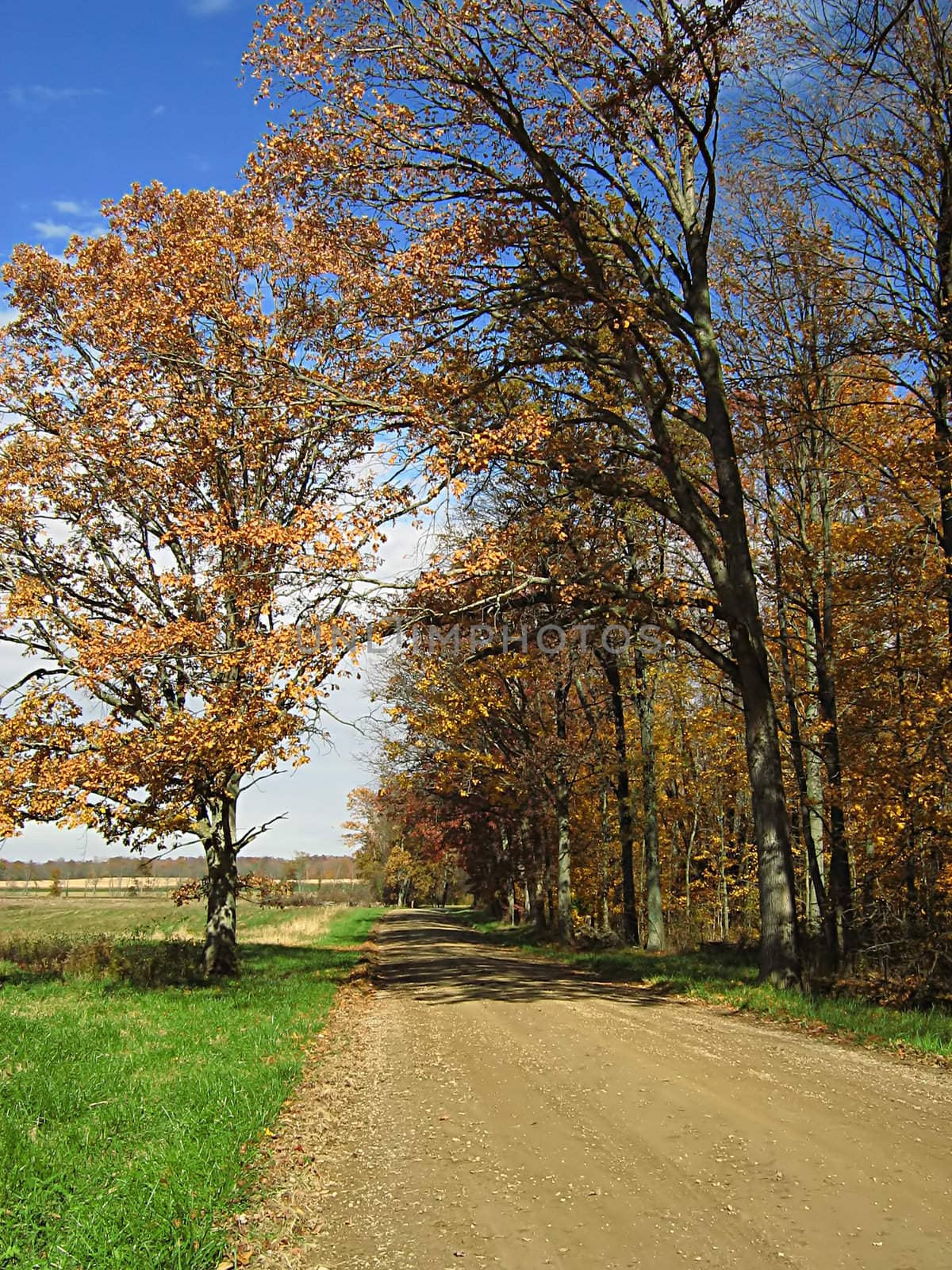 A photograph of a road in autumn.