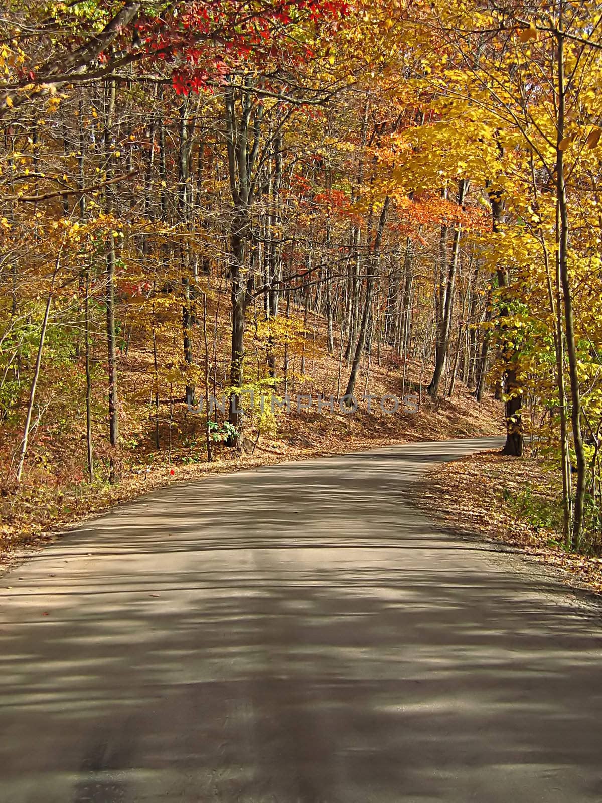 Autumn Road by llyr8