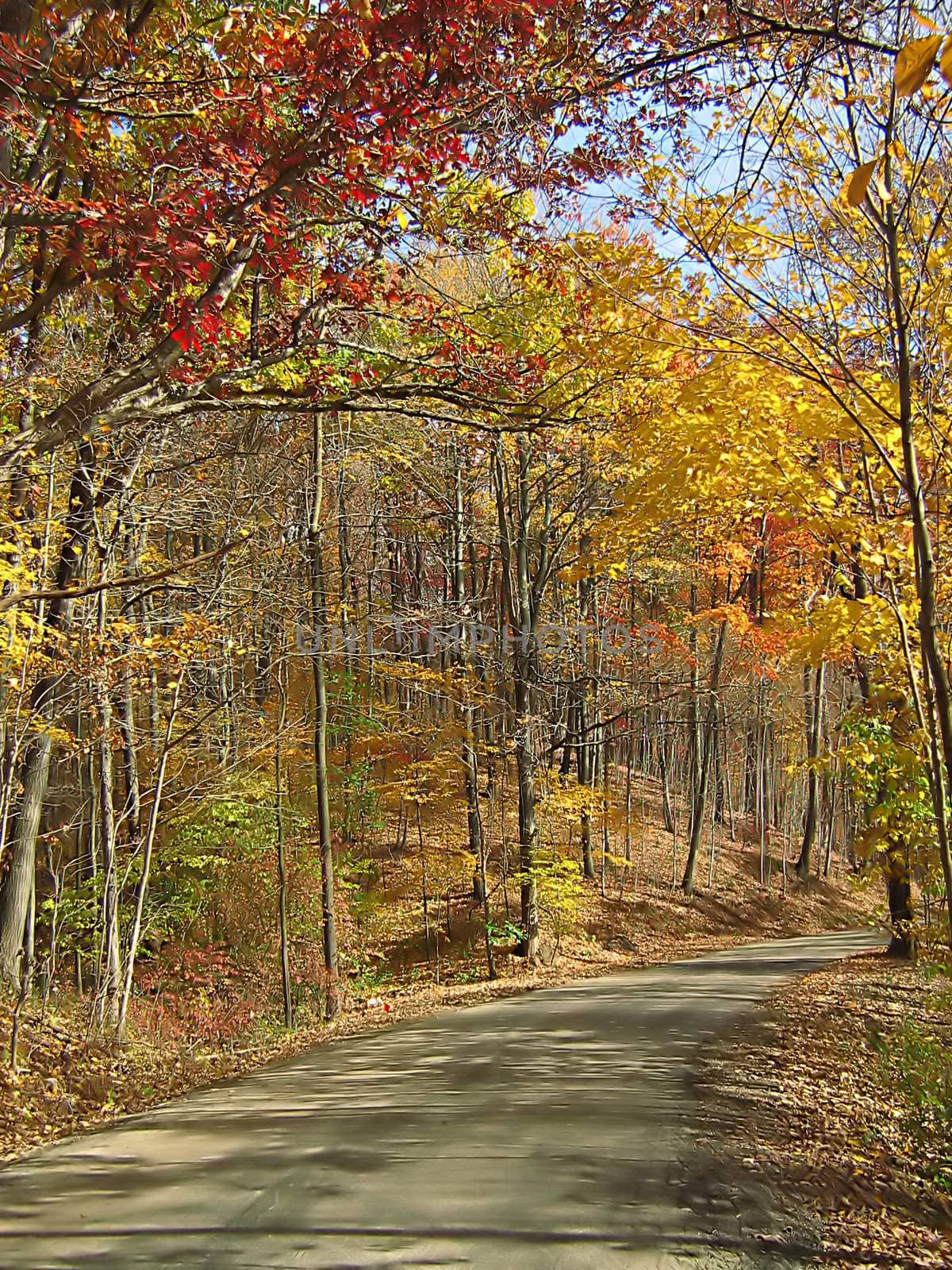 Autumn Road by llyr8