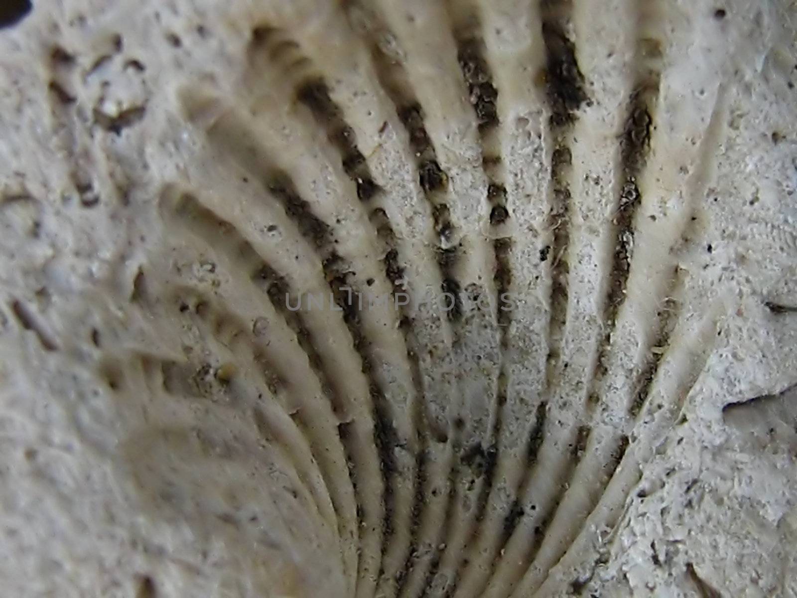 A photograph of a fossil detailing its texture.
