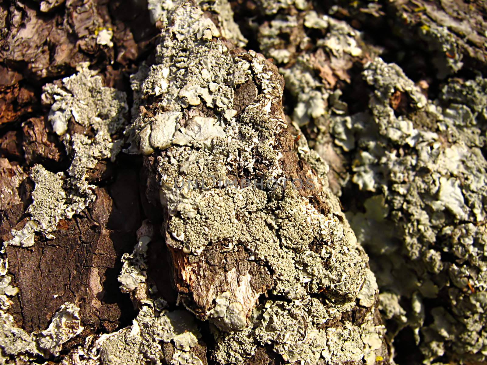 A photograph of lichen and tree bark detailing their textures.