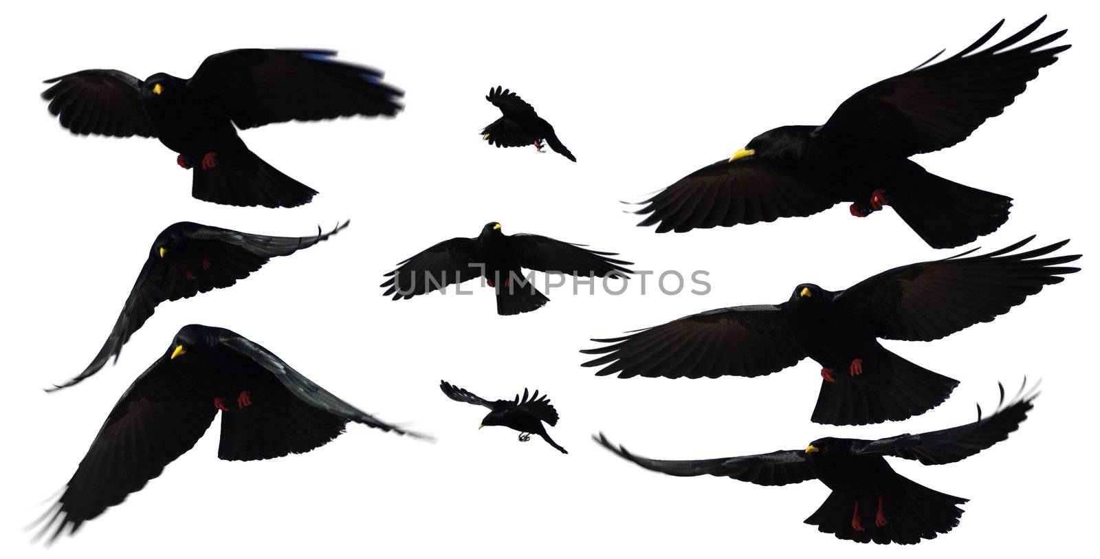 A black crow flies at the blue sky 