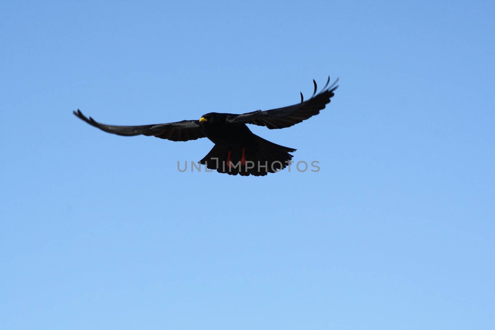 A black crow flies at the blue sky 