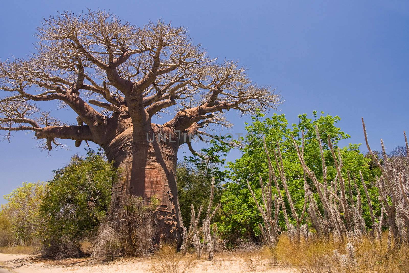 Baobab tree and savanna by pierivb