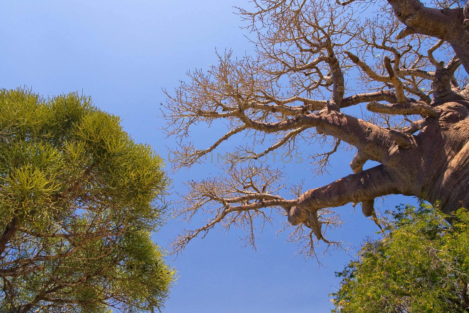 Baobab tree and savanna by pierivb