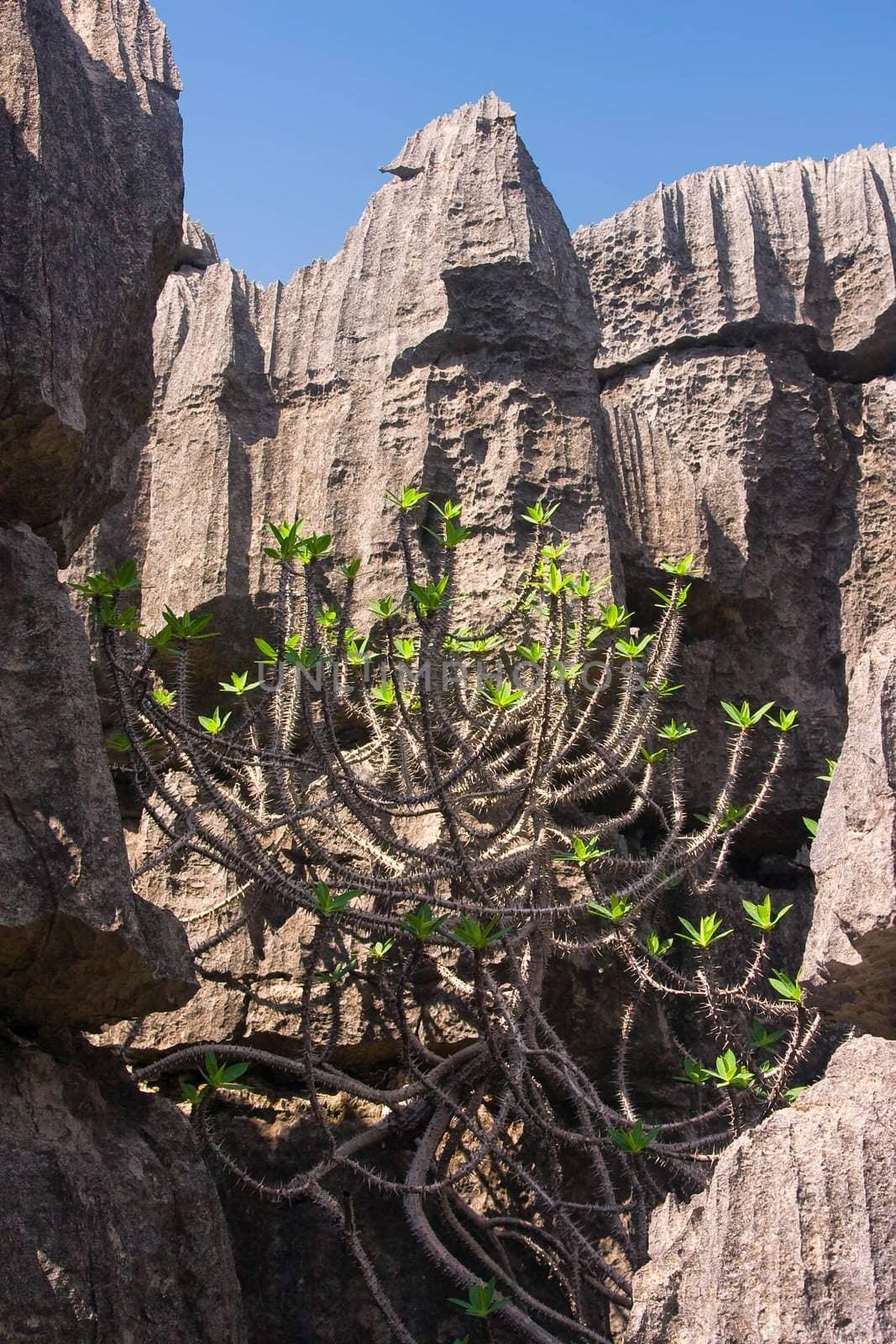 Tsingy, geologic erosion of Ankarana, Madagascar