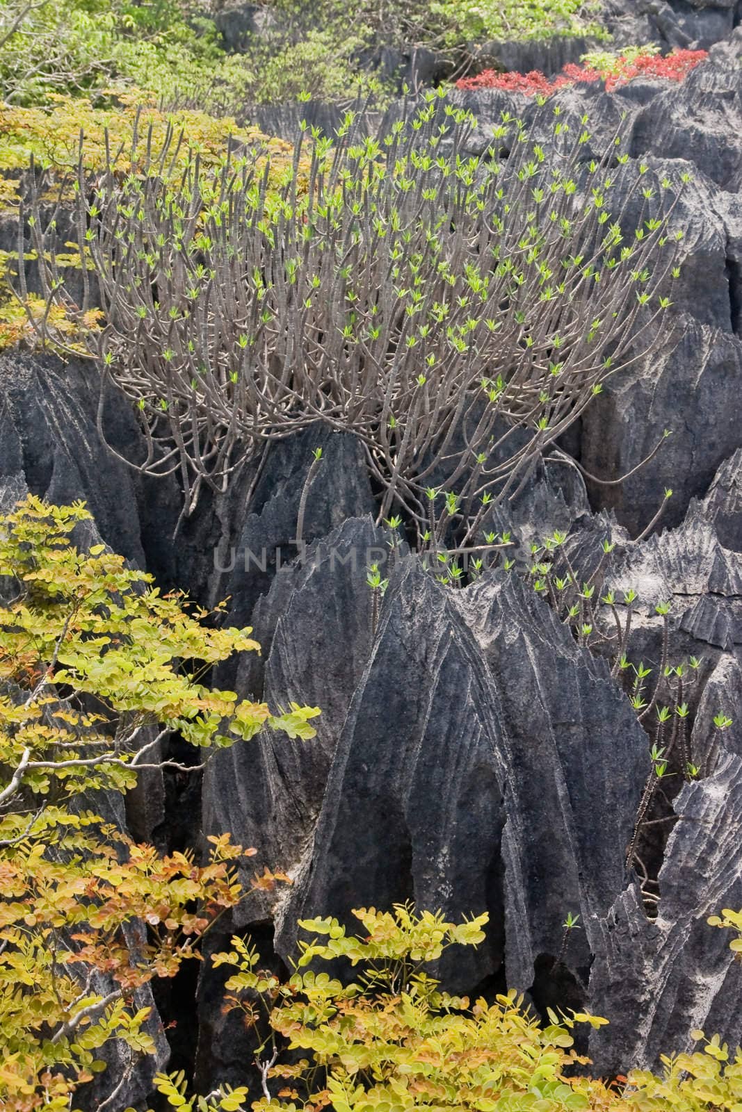 Tsingy, geologic erosion of Ankarana, Madagascar