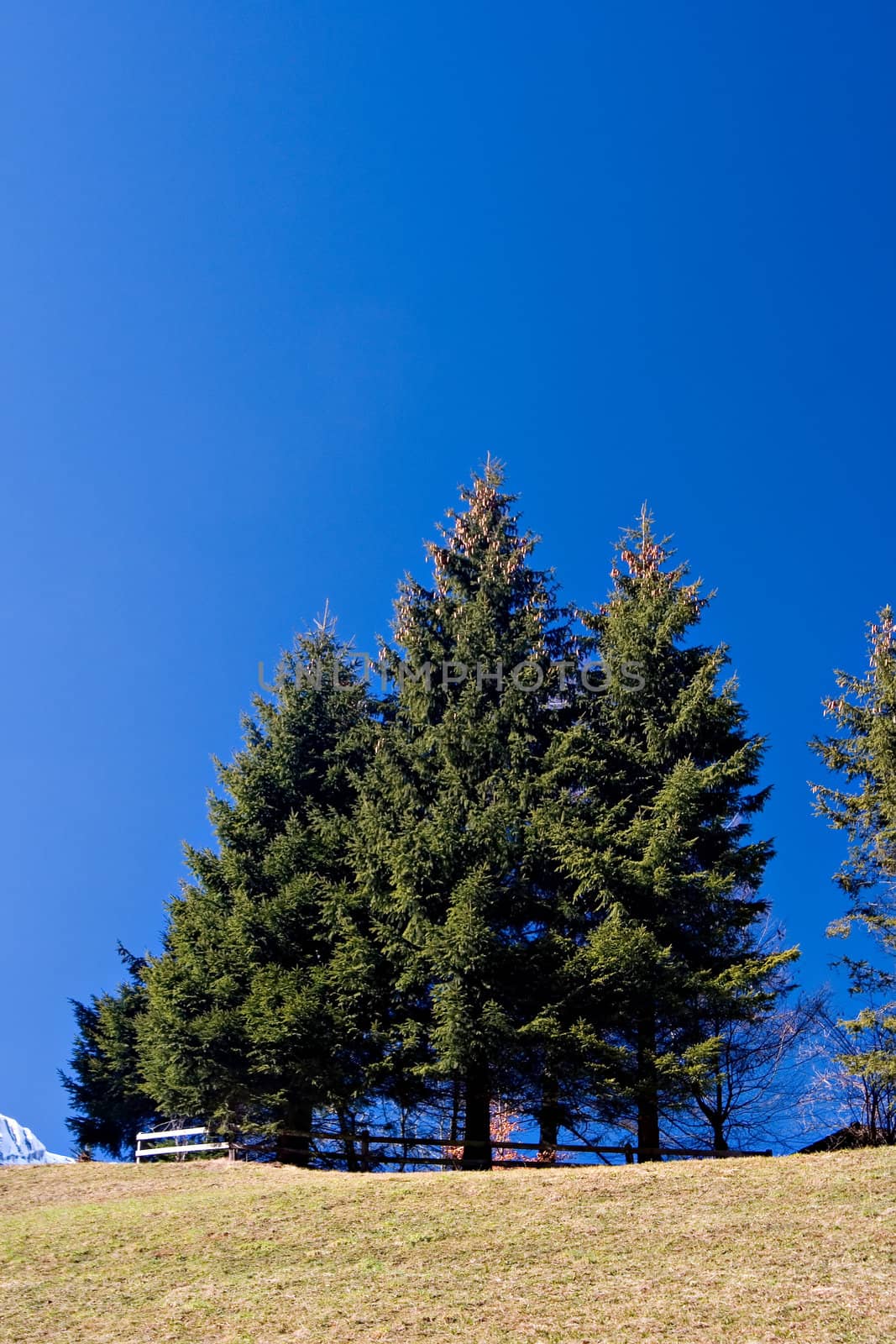 Pine trees against deep blue sky.