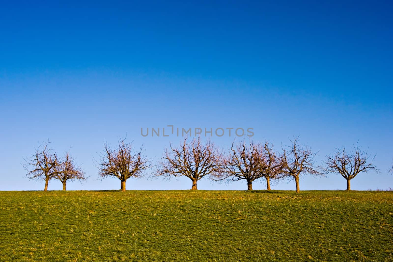 Trees on Grassland by ajn