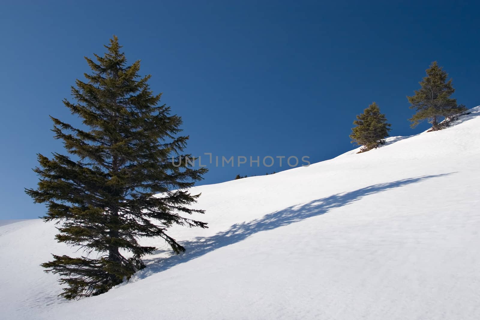 trees and shadows by ajn