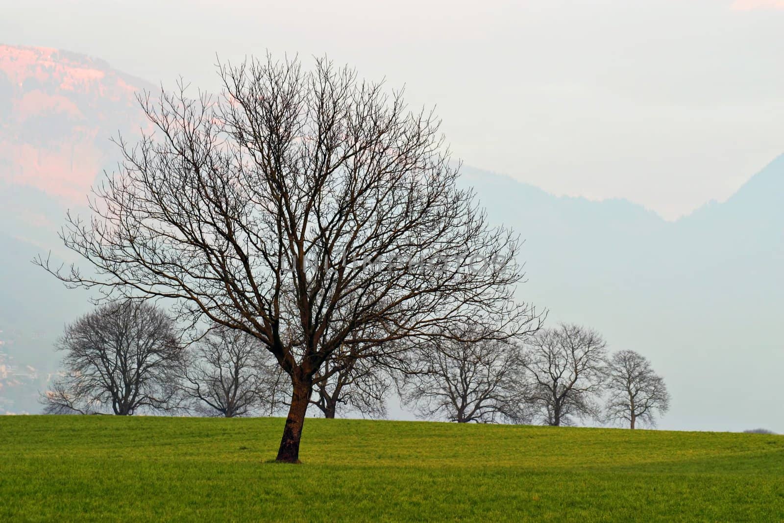 Trees on Field at Sunset by ajn