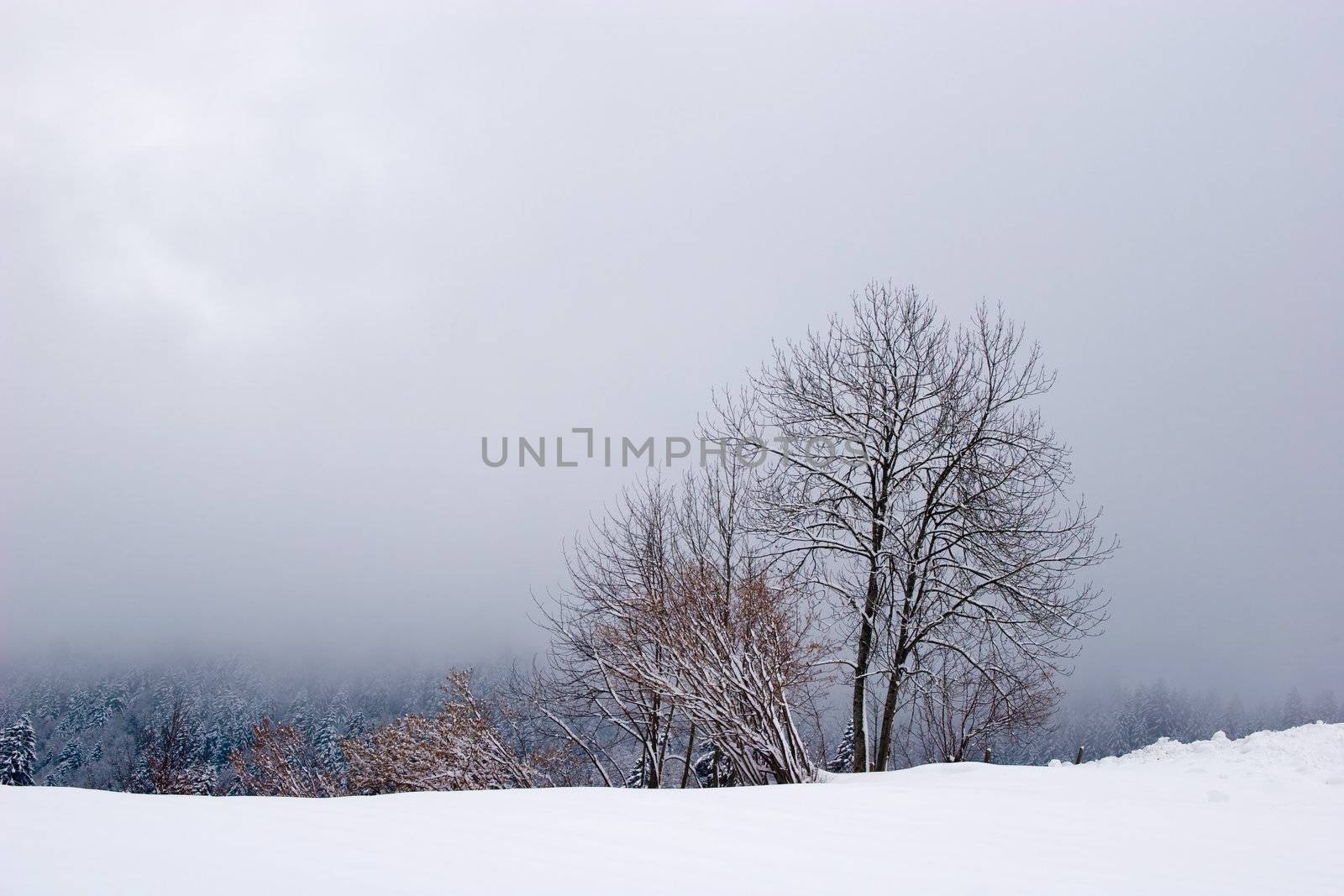 Photo of winter landscape. Trees in snow on winter time. Switzerland, Europe