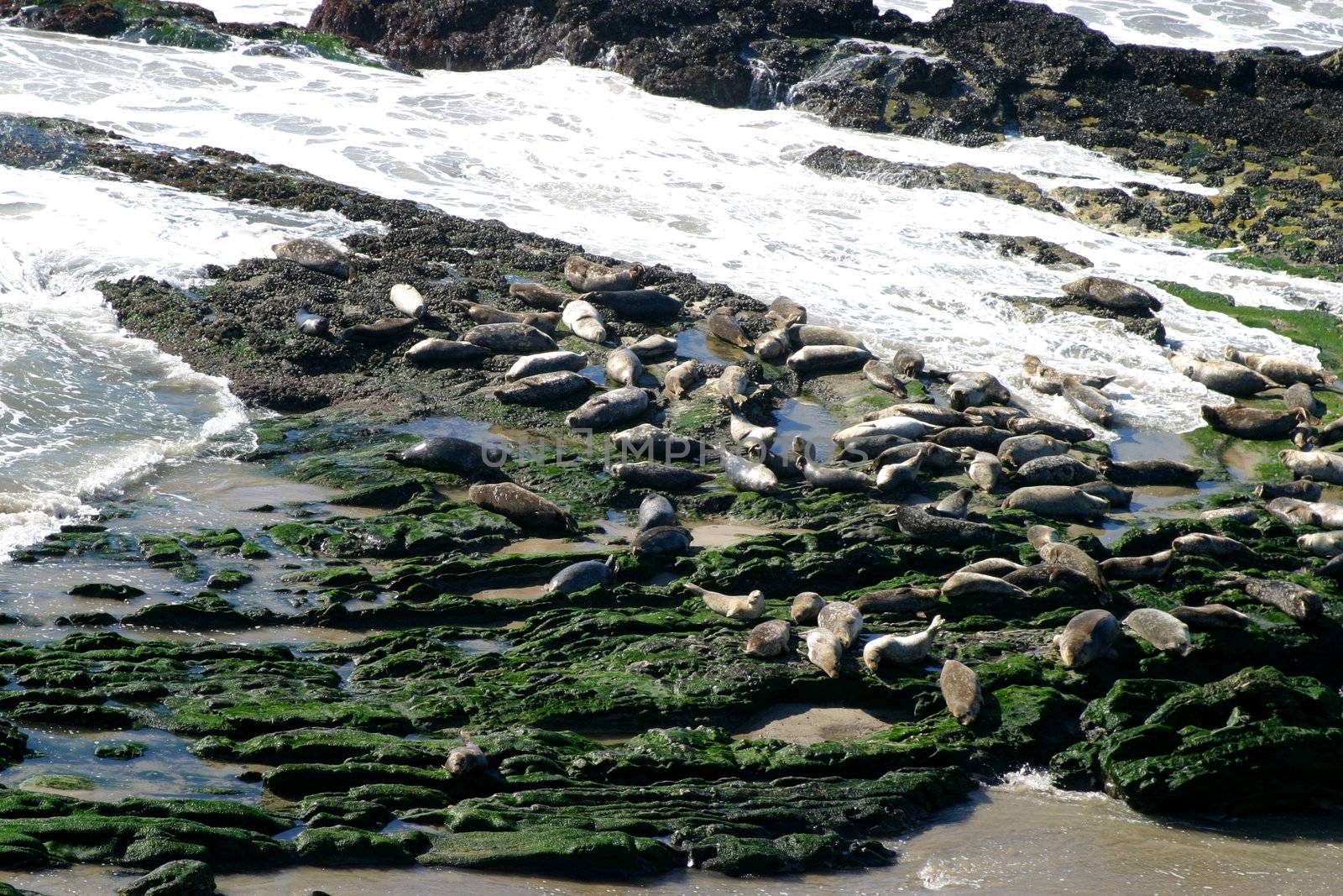 Seals at the coast at the Carpinteria Harbor Seal Rookery