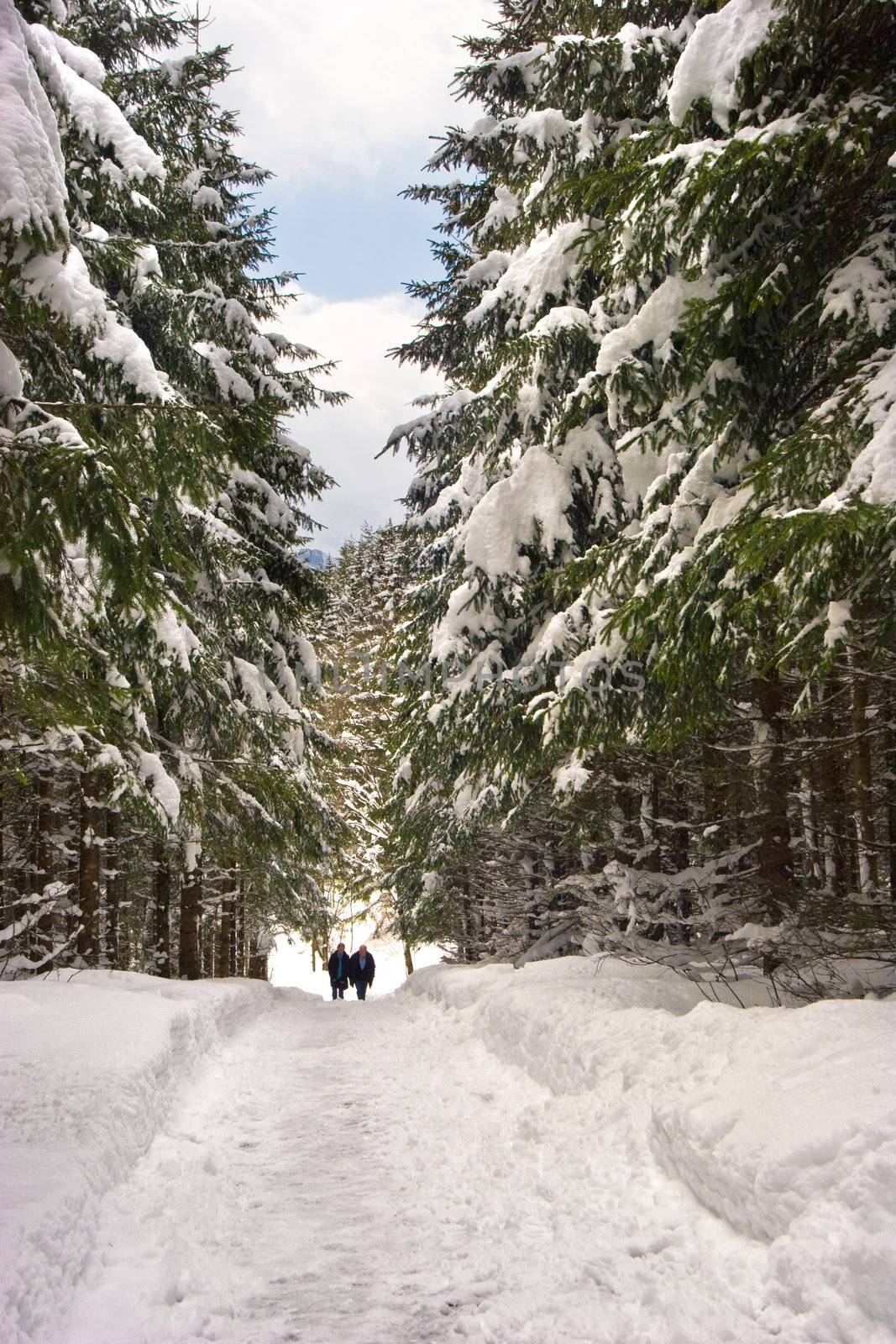 Snow Path by ajn