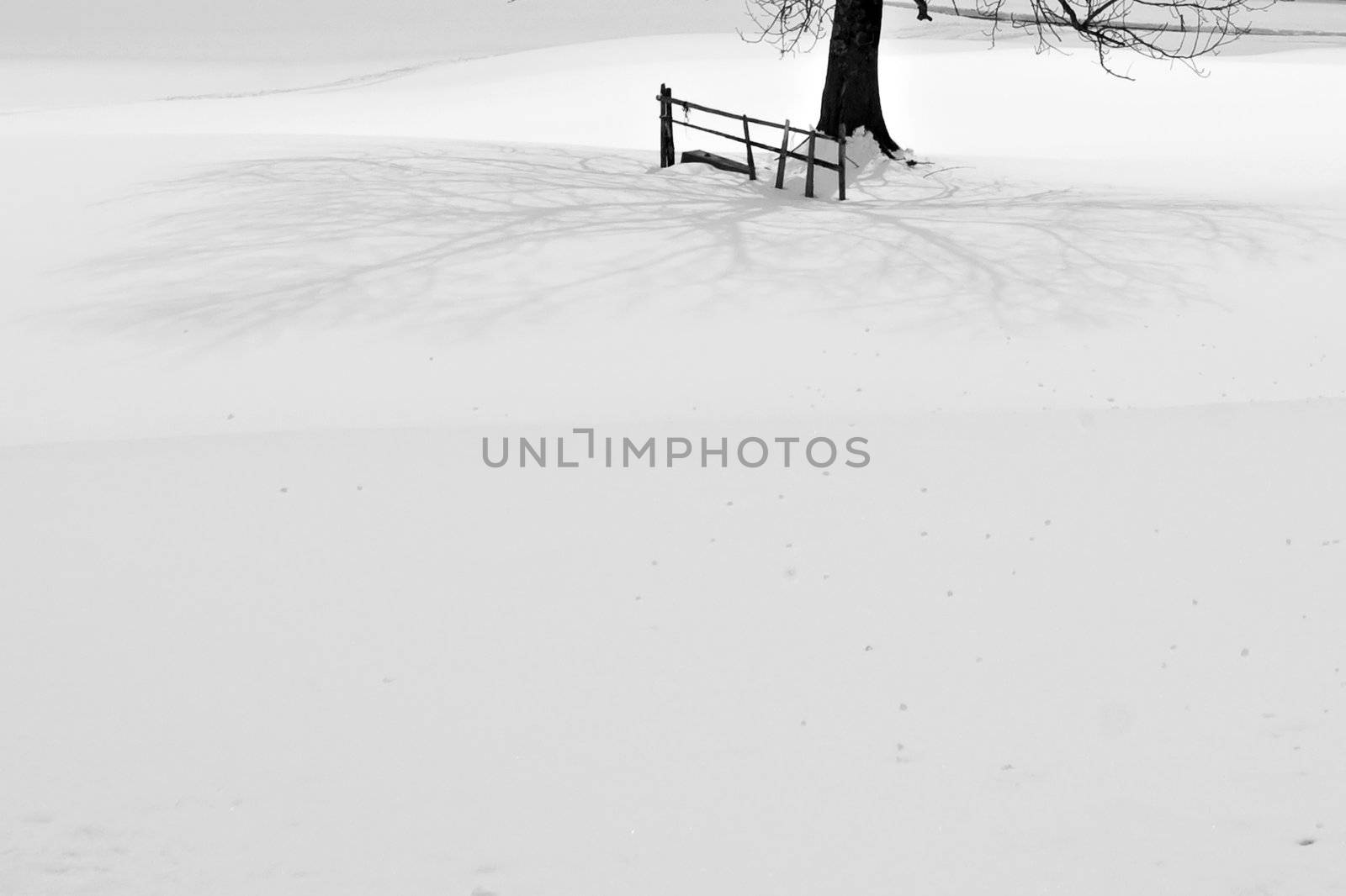 Tree and fence shadow on snow.