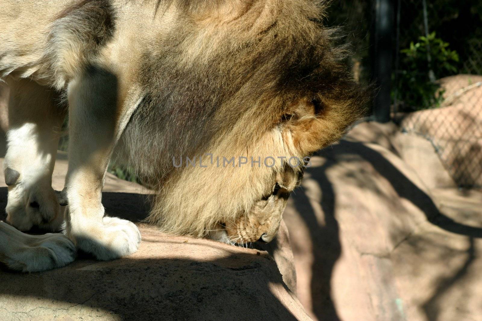 African Lion (4728) by hlehnerer