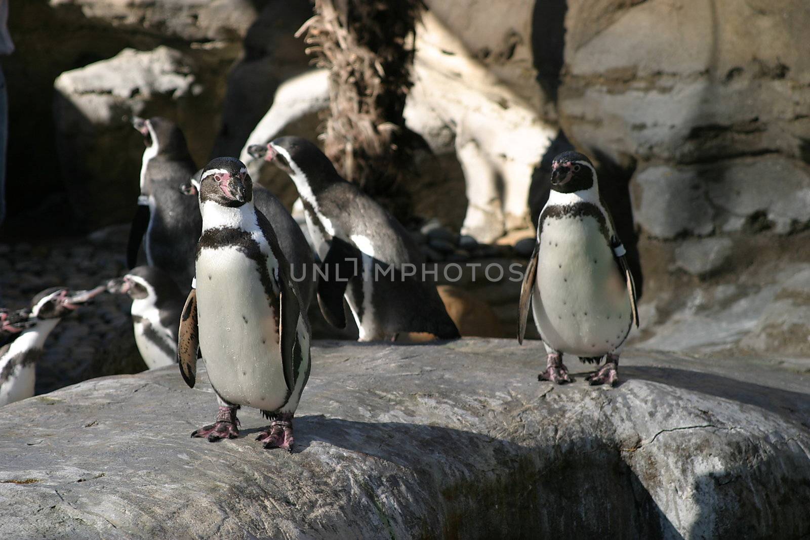 Humboldt Penguin (4685) by hlehnerer