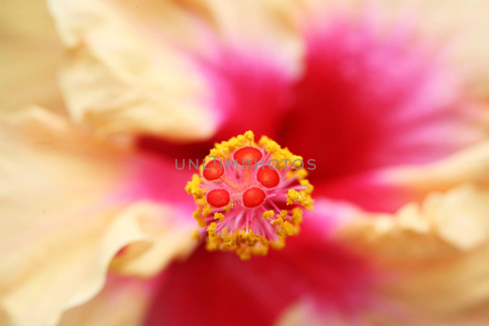 close up of the pistil of a hibiscus flower