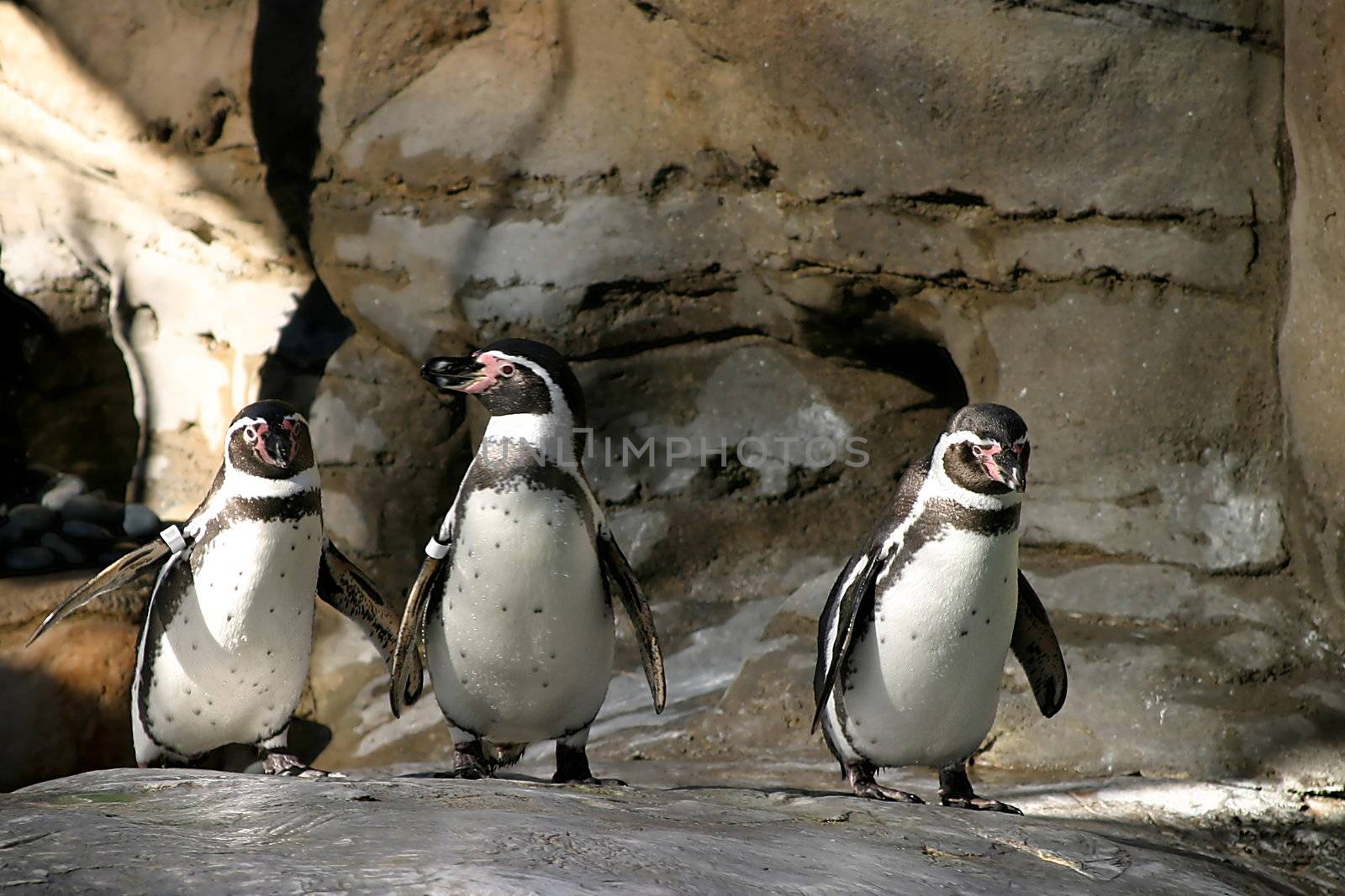 The Humboldt Penguins is a South American penguin, breeding in coastal Peru and Chile.
