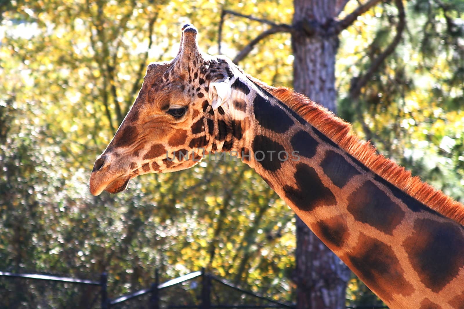 Baringo Giraffe (4703) by hlehnerer
