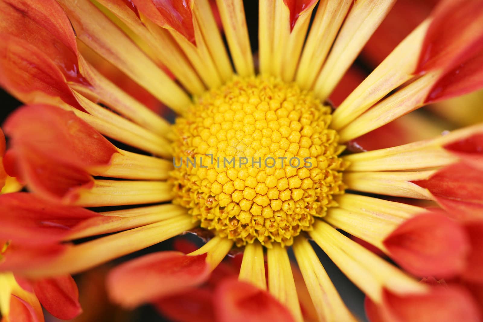 Close up of a sunflower bloom with blurred petals